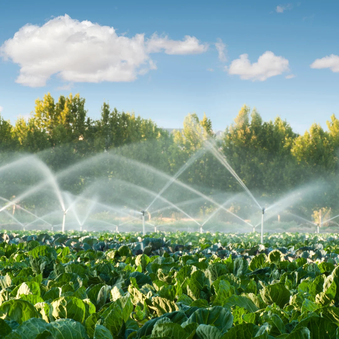 Drought-Proof Your Garden: Understanding Plant Adaptations To Dry Conditions