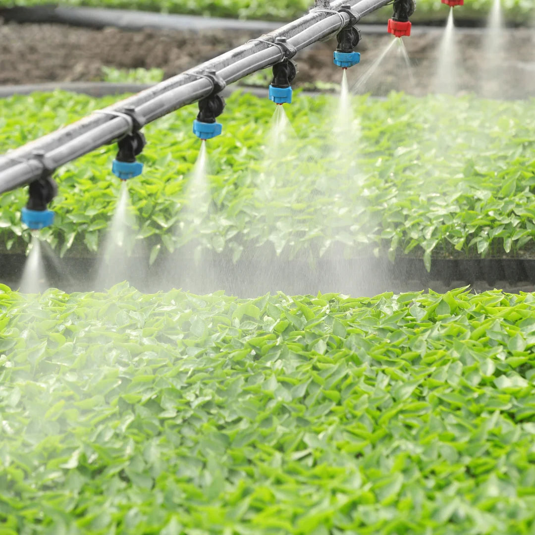 Drought-Proof Your Garden: Understanding Plant Adaptations To Dry Conditions