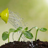 close up of watering a sprout 