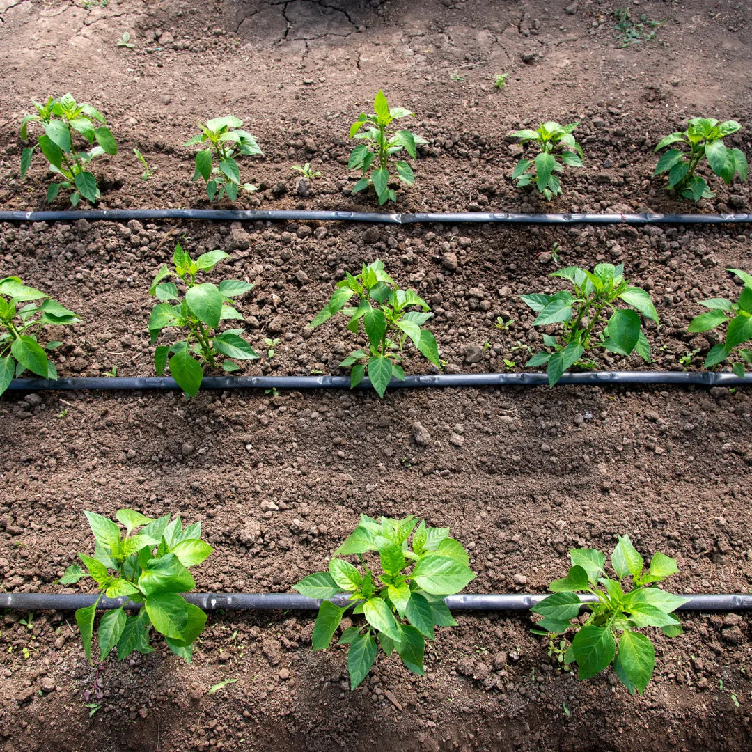 Drought-Proof Your Garden: Understanding Plant Adaptations To Dry Conditions