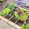 Planter box in garden with different growing vegetable plants