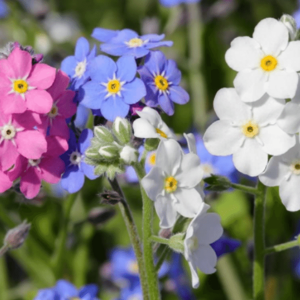 Forget-Me-Not Edible Flowers