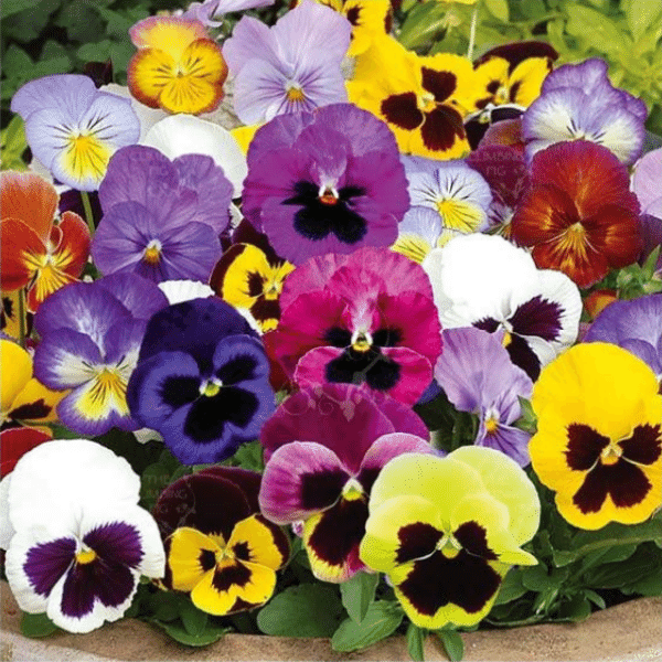 Pansy Edible Flower