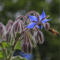 Borage Edible Flowers