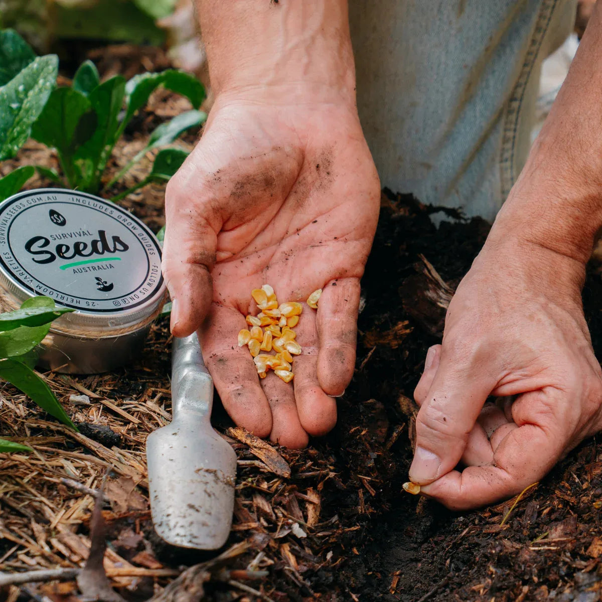 Choosing the Right Container for Planting Seeds