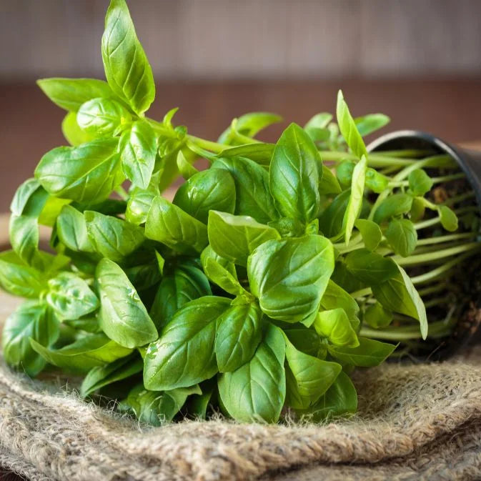 How To Grow Basil