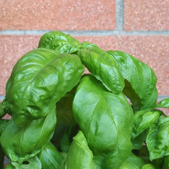 How To Grow Basil