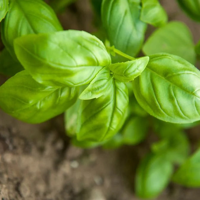 How To Grow Basil