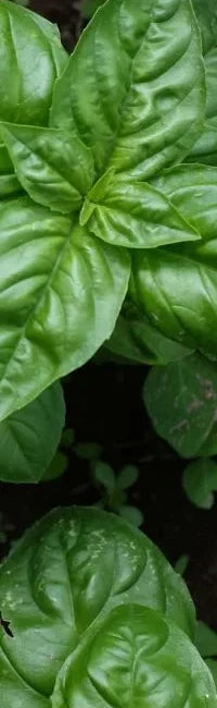 How to Grow Basil at Home - Expert Gardening Tips – Survival Seeds