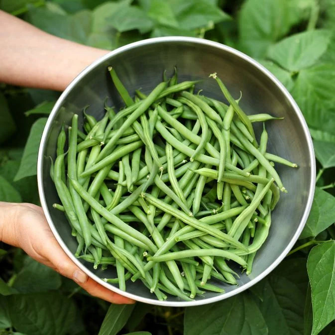 How To Grow Beans