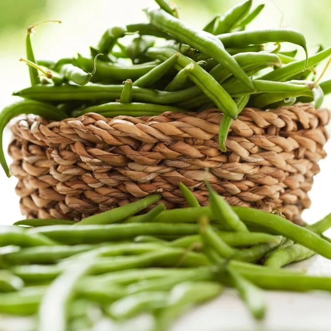 How To Grow Beans