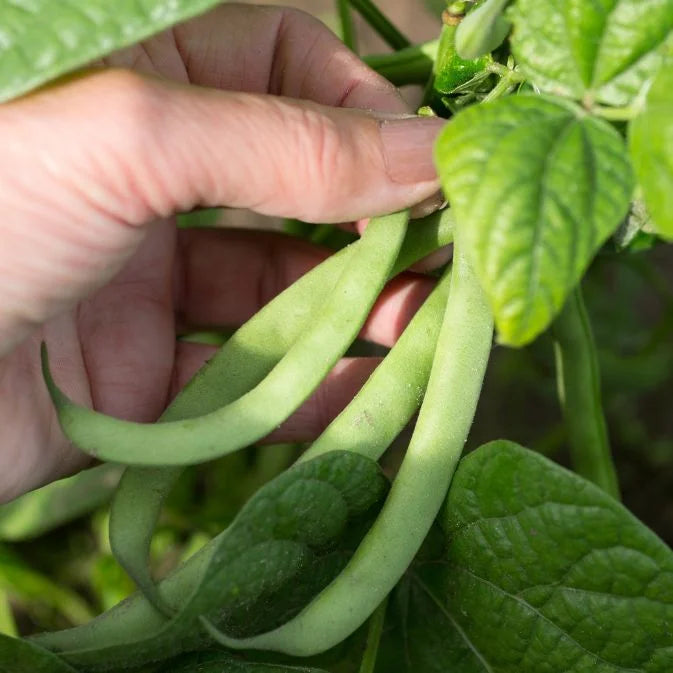 How To Grow Beans