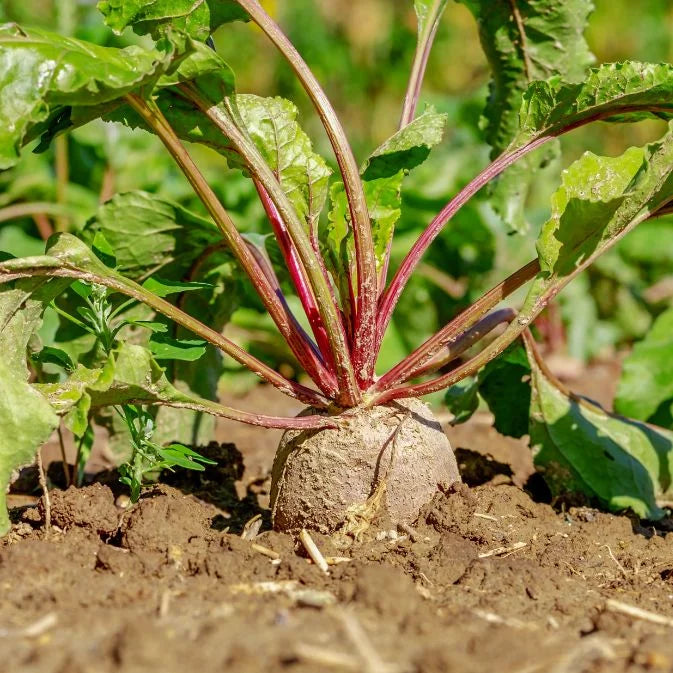 Growing Rocket