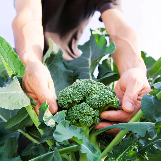 How to Grow Broccoli