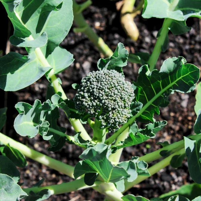 How to Grow Broccoli