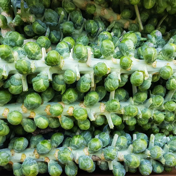 How to Grow Brussels Sprouts