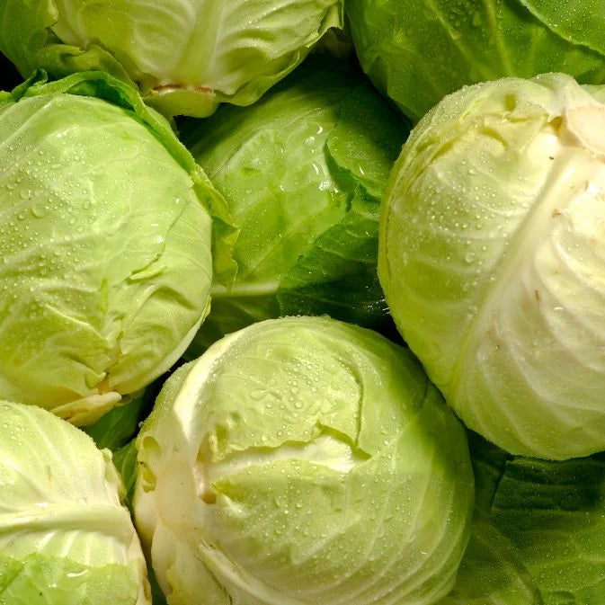 How to Grow Cabbage