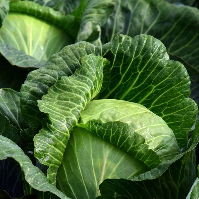 How to Grow Cabbage
