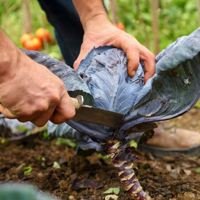 How to Grow Cabbage