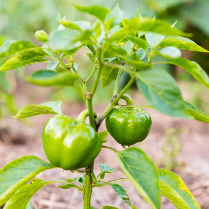 How to Grow Capsicum