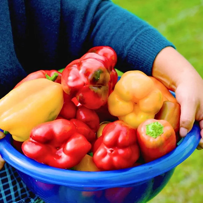 How to Grow Capsicum
