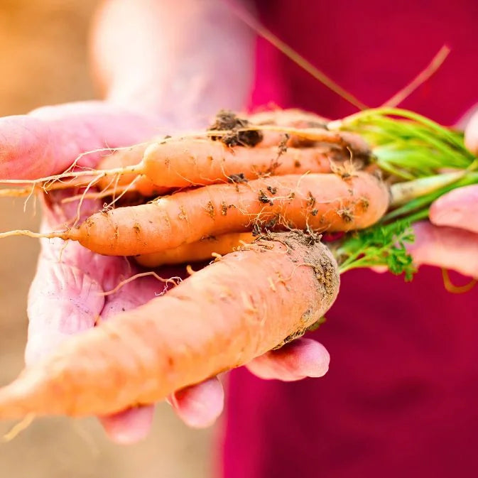 How to Grow Carrots