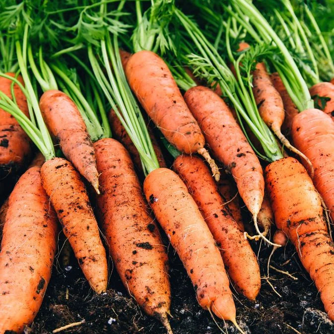 How to Grow Carrots
