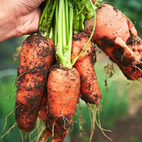 freshly pulled carrots