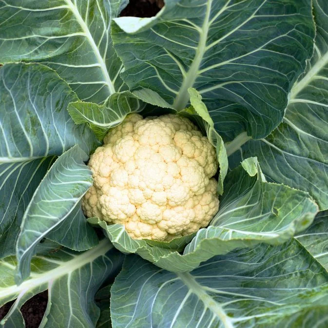 How to Grow Cauliflower