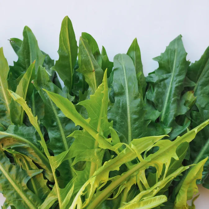 close up chicory leaves