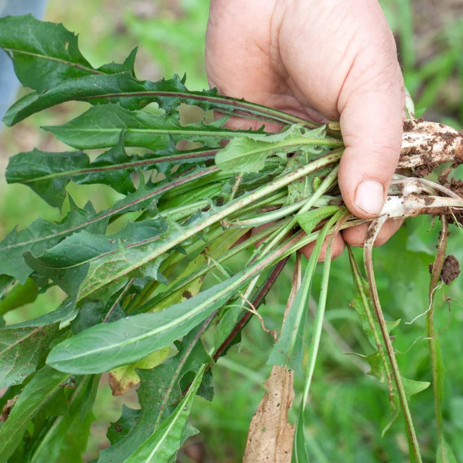 hand holding chicory 