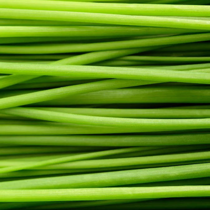 Growing Chives