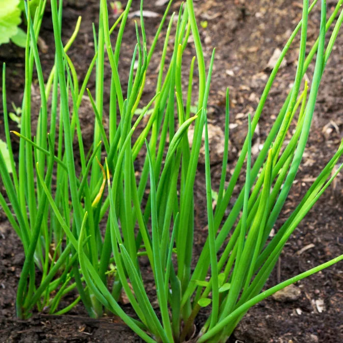 chives onion on soil