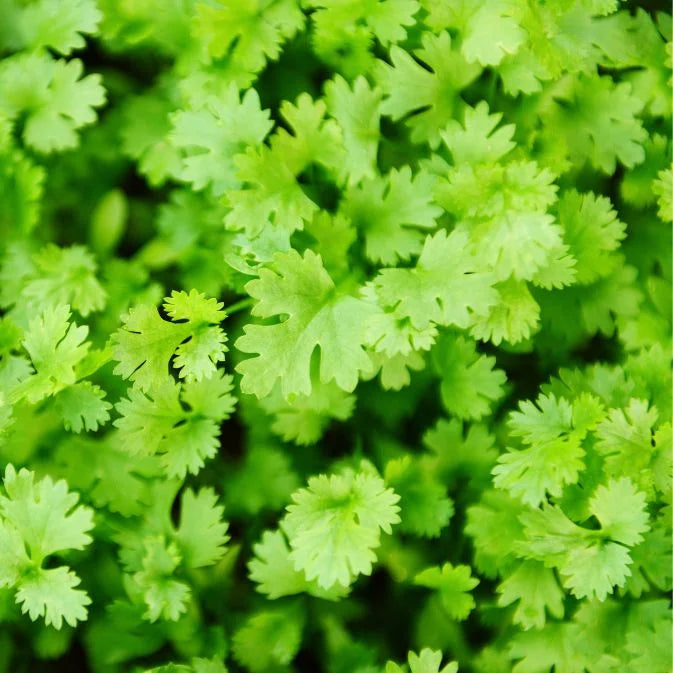 How to Grow Coriander