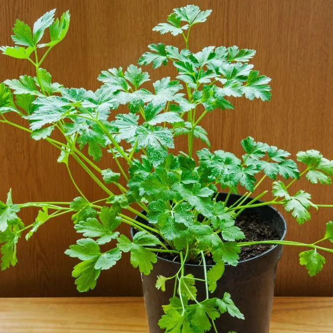 How to Grow Coriander