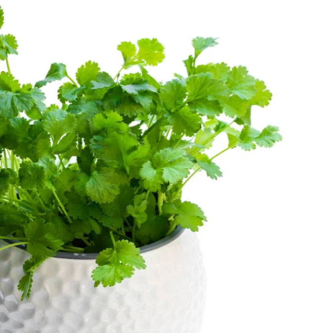 How to Grow Coriander