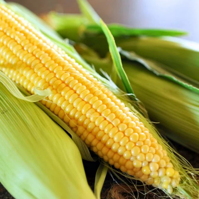 How to Grow Corn
