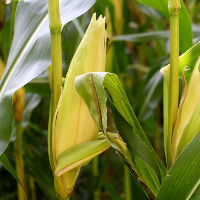 How to Grow Corn