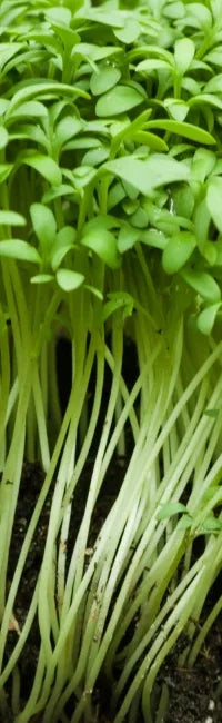 Growing Cress: The Ultimate Guide to From Seed to Harvest – Survival Seeds
