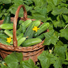 lots of cucumbers in a basket and leaves