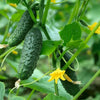 fresh hanging cucumbers on stem