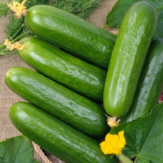 fresh cucumbers