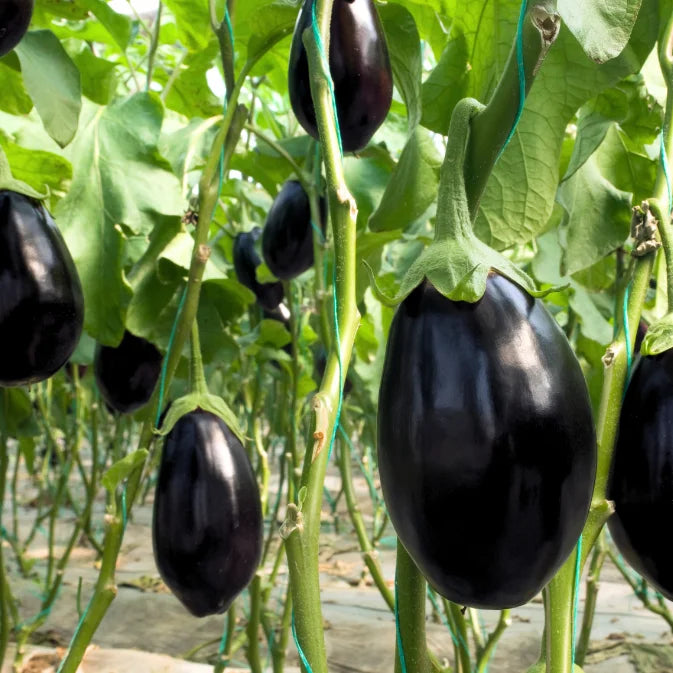 How to Grow Eggplant