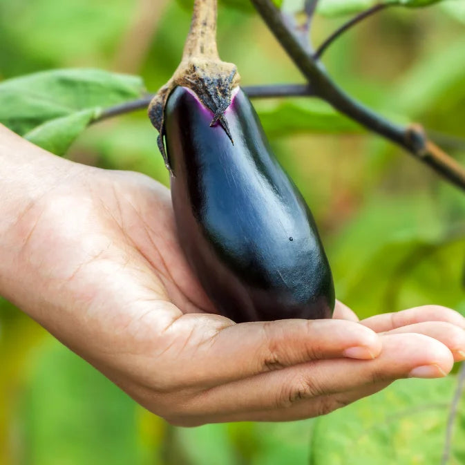 How to Grow Eggplant