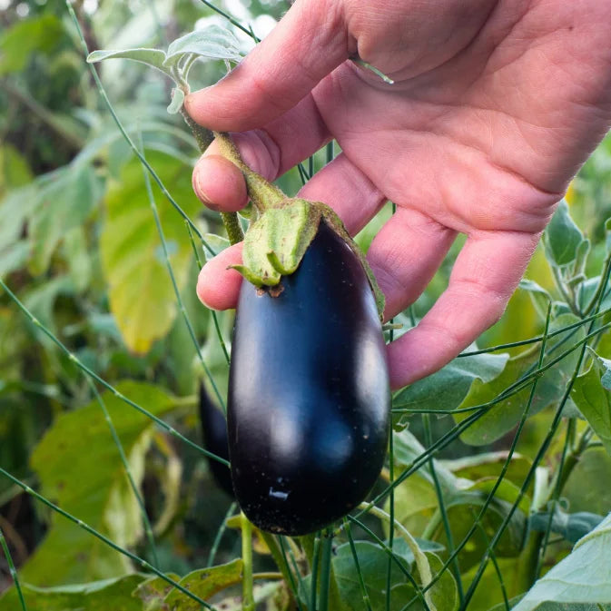 How to Grow Eggplant