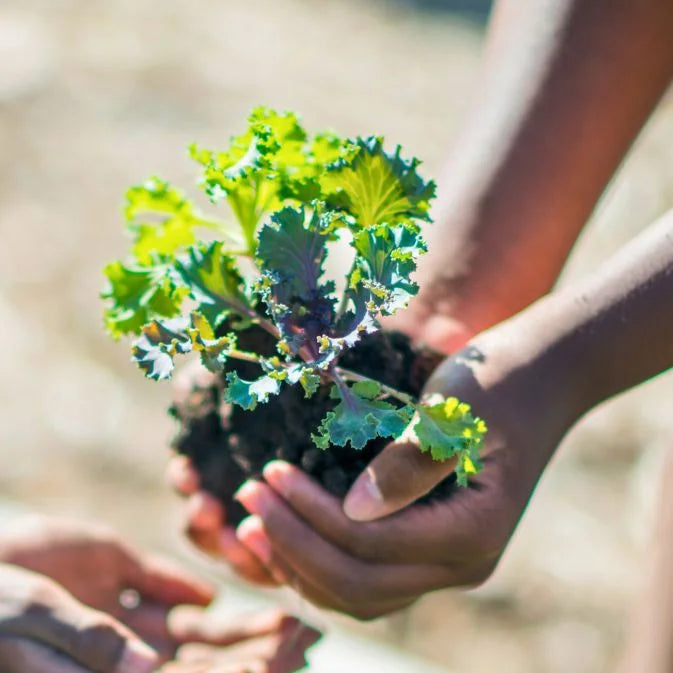 How to Grow Kale