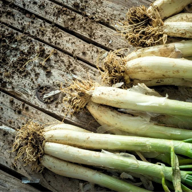 How to Grow Leek
