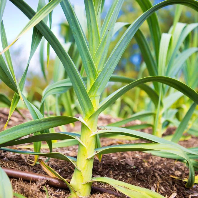How to Grow Leek
