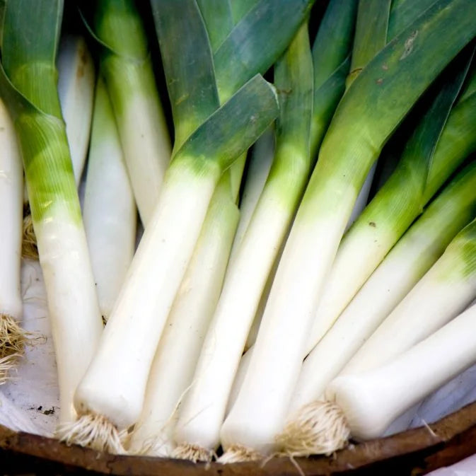 How to Grow Leek