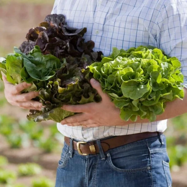 man holding fresh lettuce